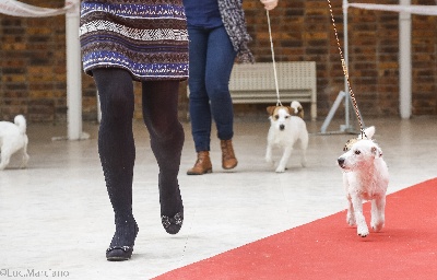 de l'Anse Royale - Paris Dog Show 2014