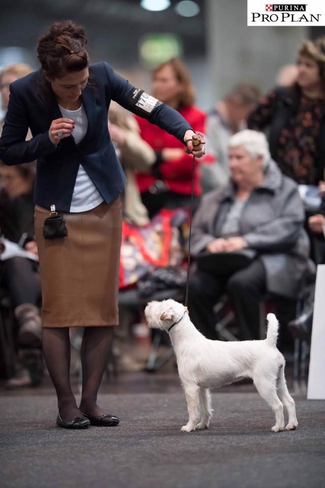 de l'Anse Royale - Della Meilleur Parson Russell Terrier de France