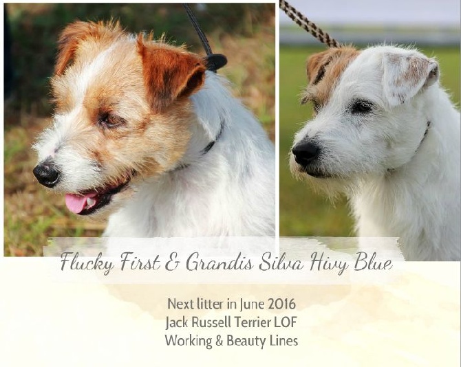 de l'Anse Royale - Mariage 2016 Jack Russell Terrier