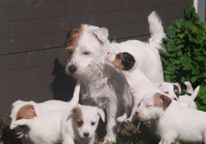 de l'Anse Royale - Jack Russell Terrier - Portée née le 22/01/2015