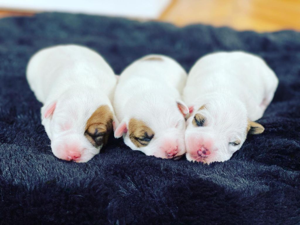 chiot Parson Russell Terrier de l'Anse Royale