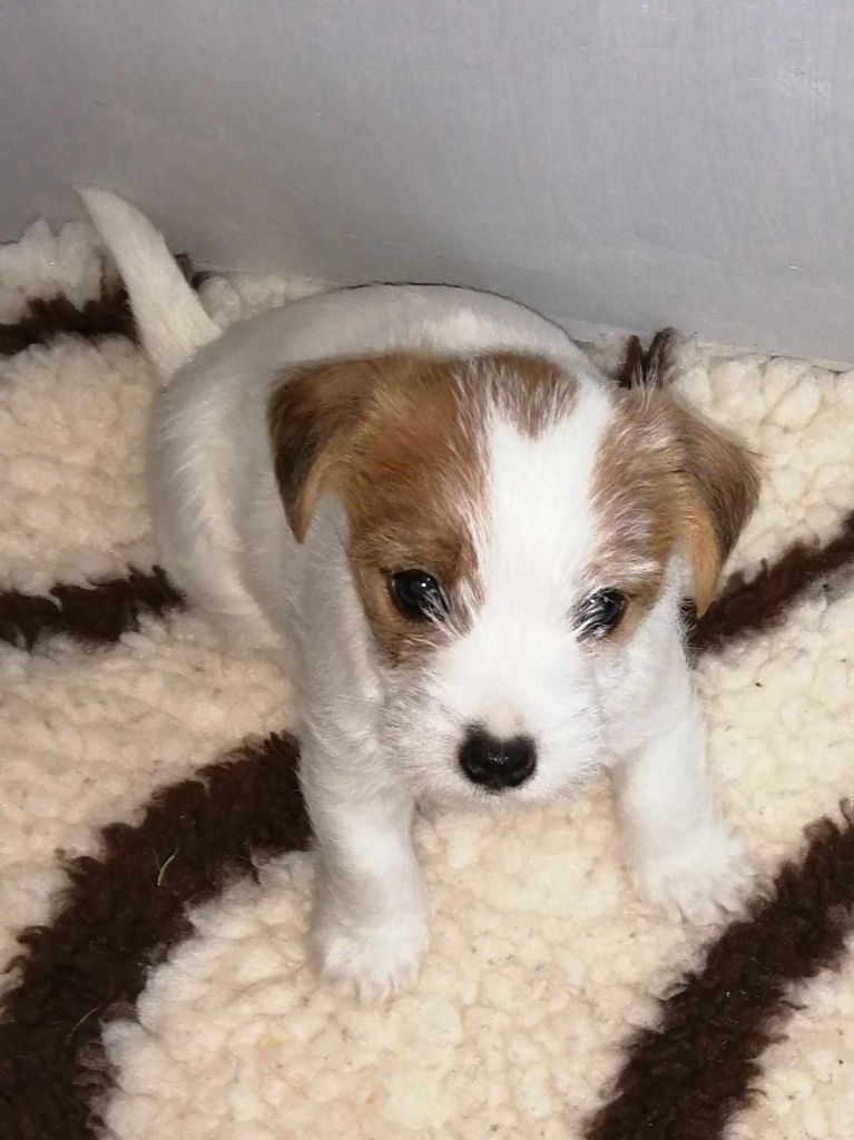 de l'Anse Royale - Chiot disponible  - Jack Russell Terrier