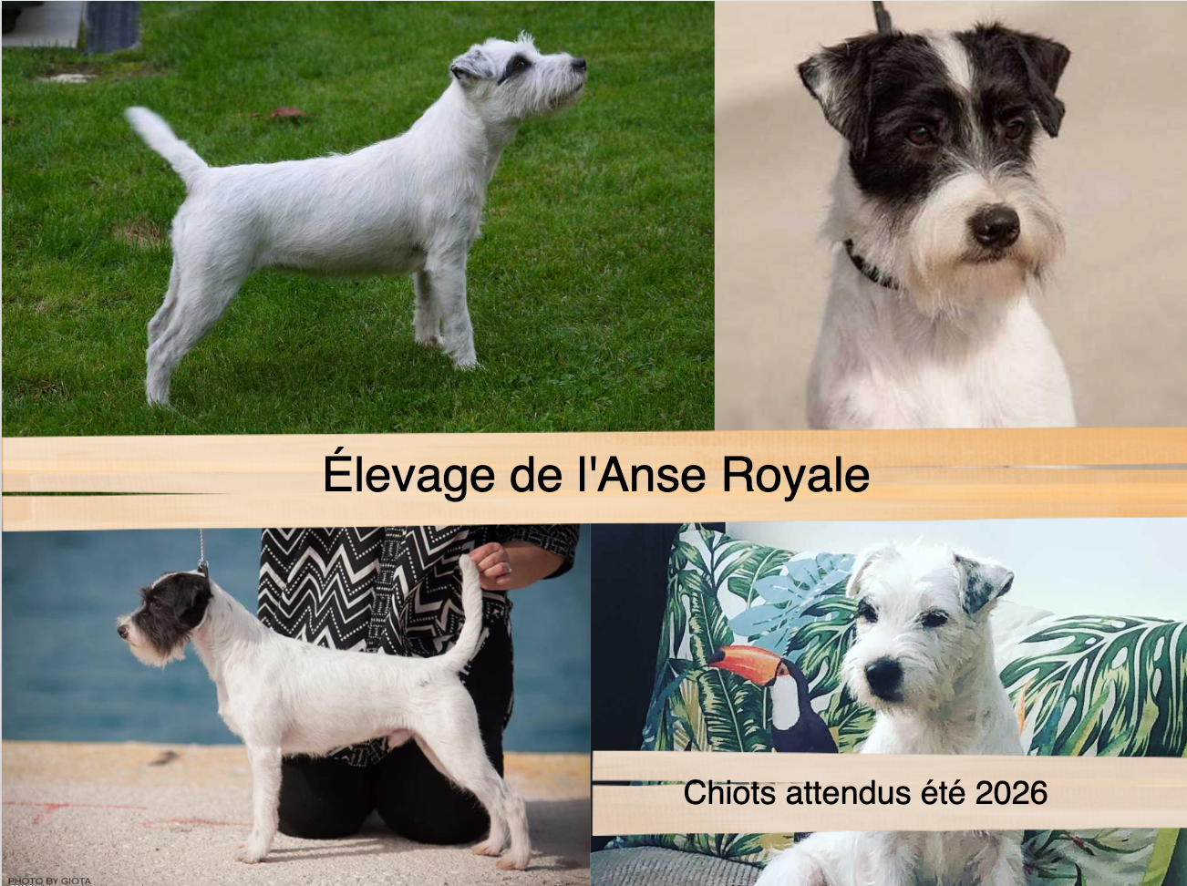 Chiots Parson Russell Terrier attendus cet été