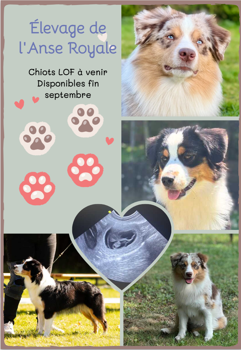 Chiots Berger Américain Miniature attendus cet été