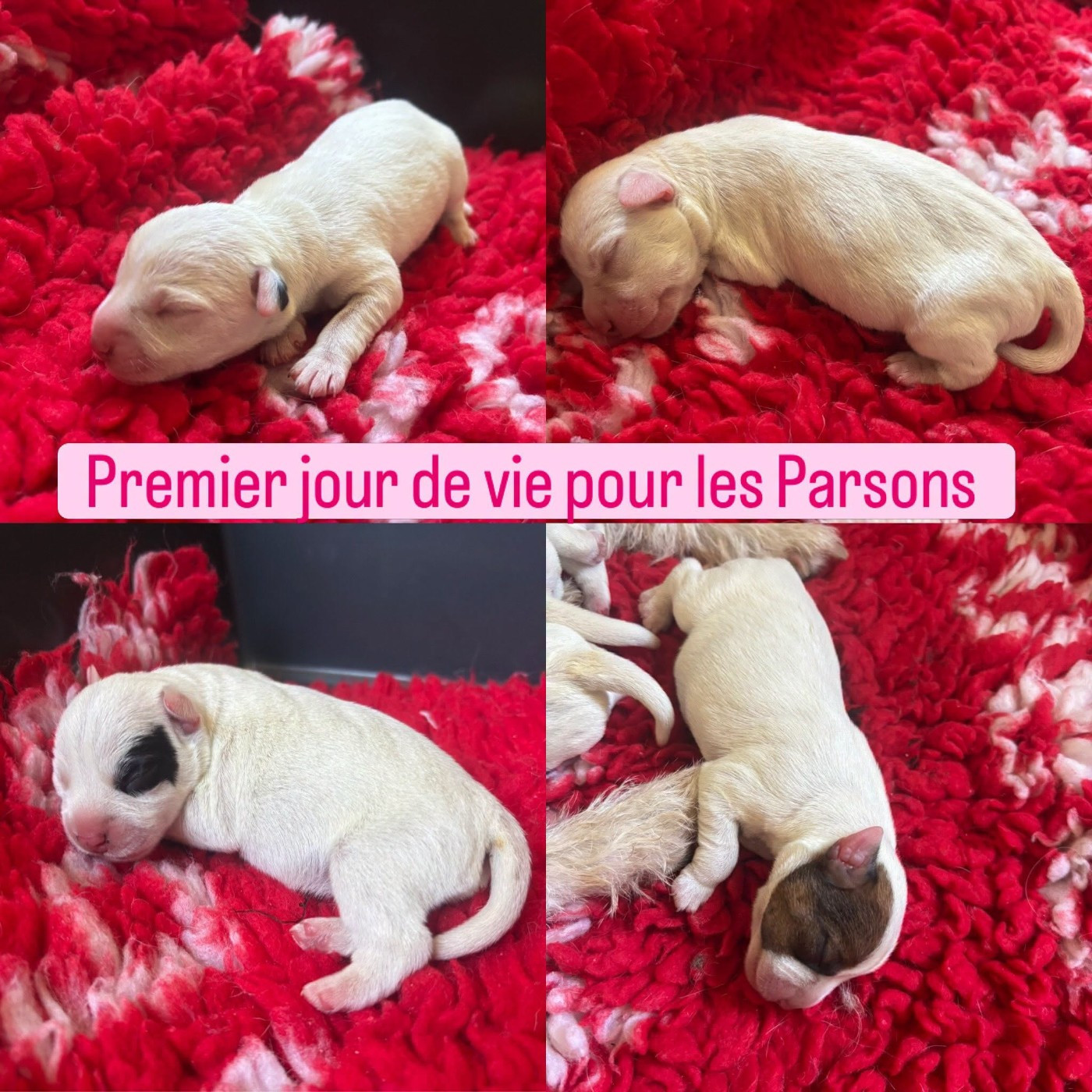 Portée 2026 PARSON RUSSELL TERRIER