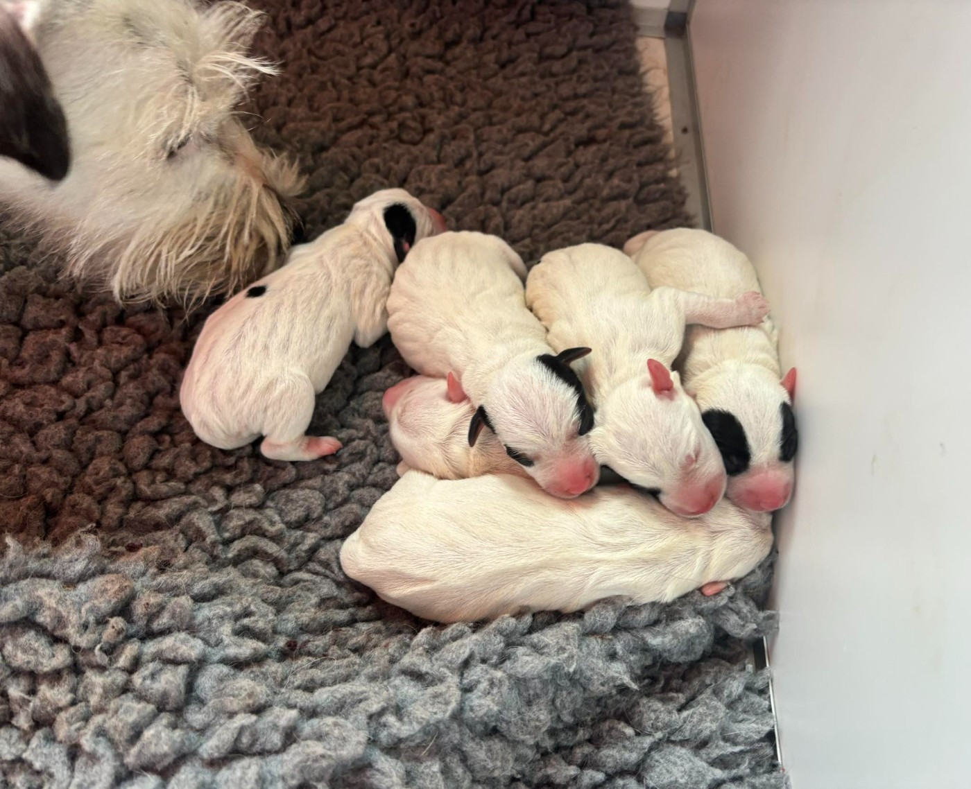 Chiot Parson Russell Terrier de l'Anse Royale