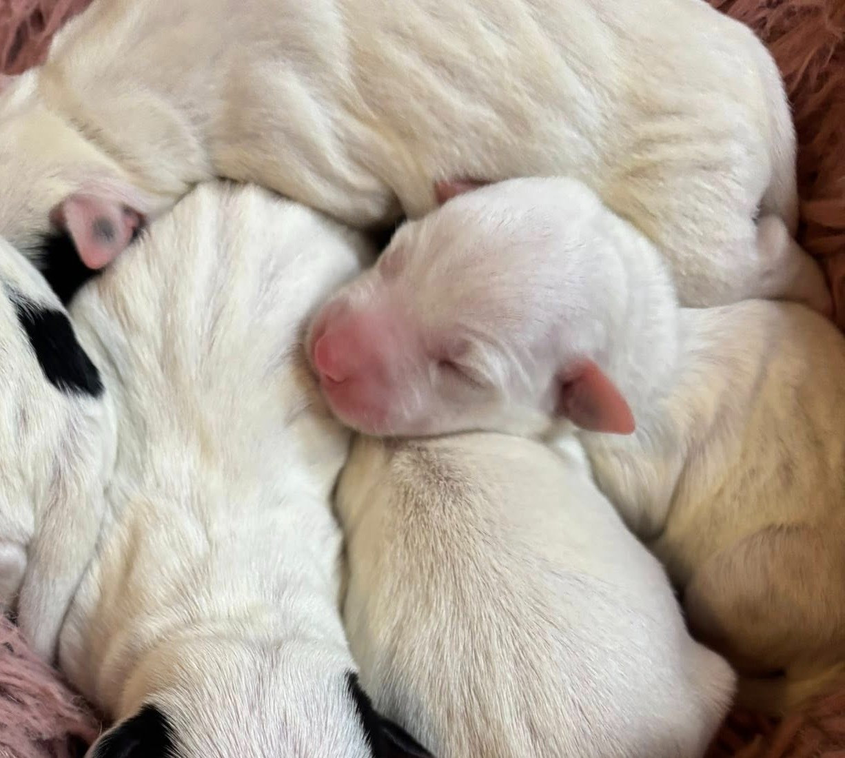 de l'Anse Royale - Chiots disponibles - Parson Russell Terrier