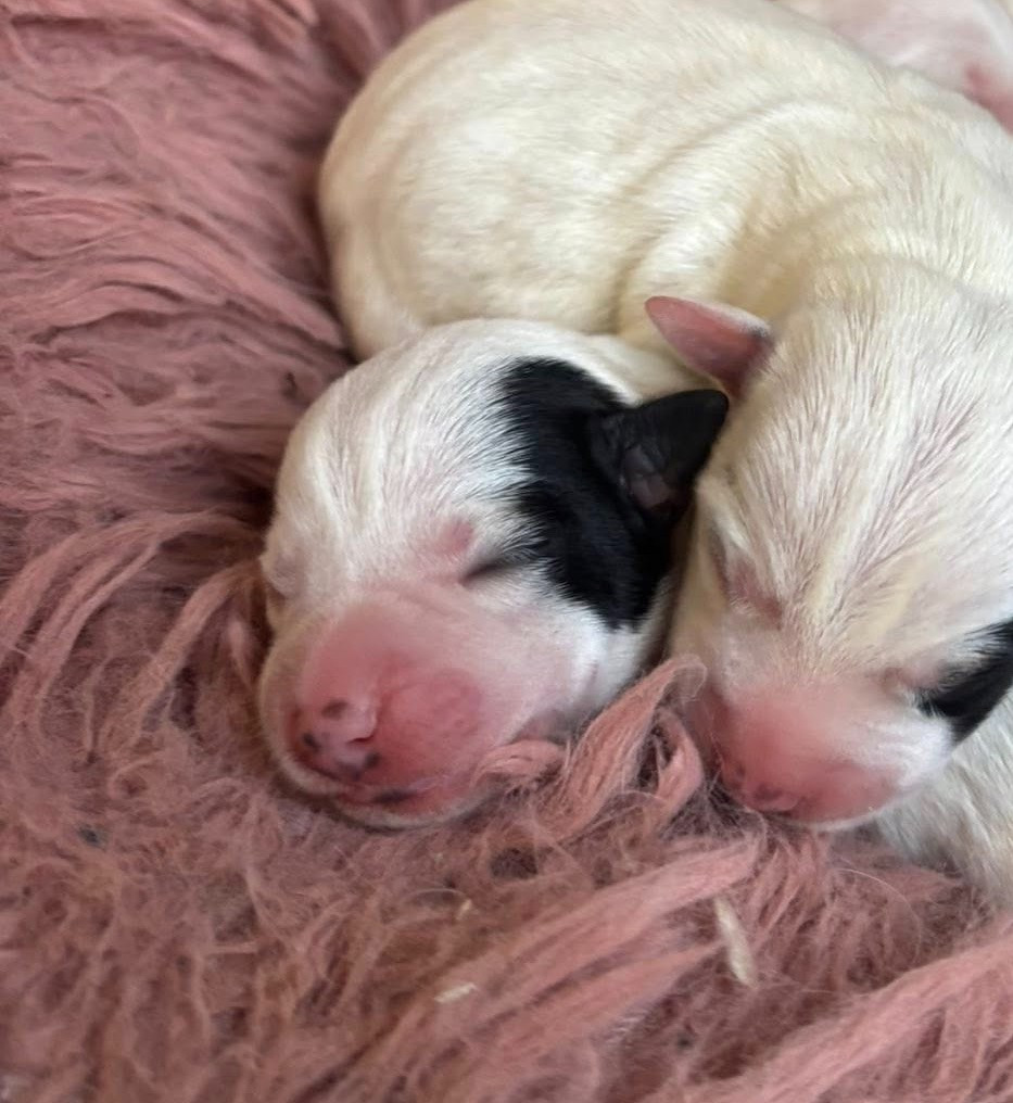 de l'Anse Royale - Chiots disponibles - Parson Russell Terrier