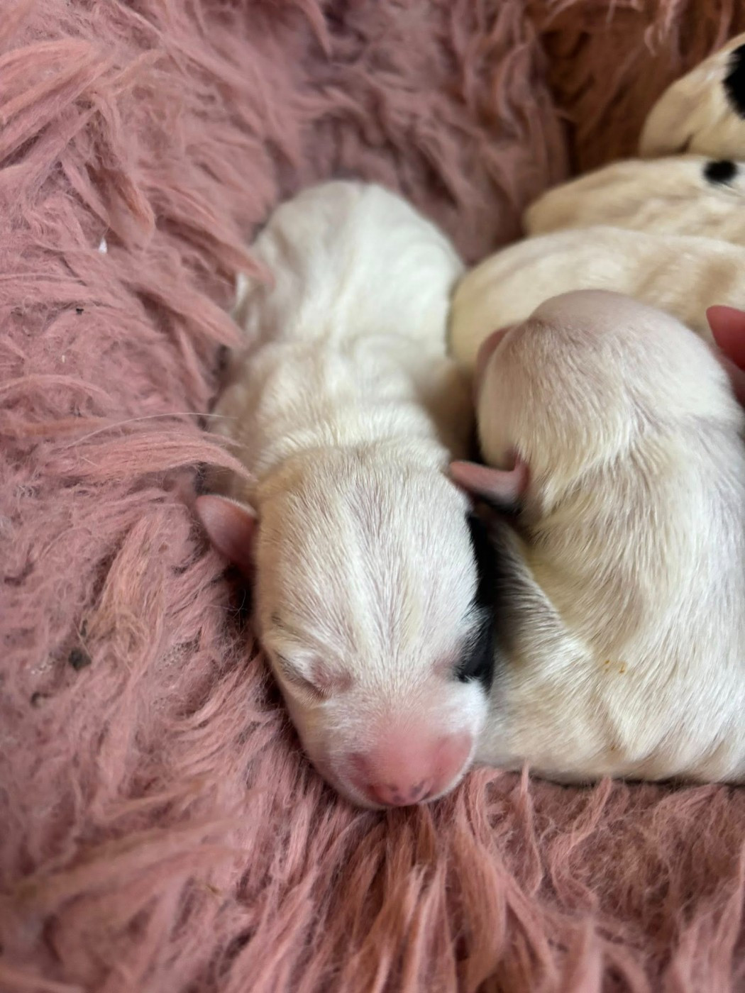 de l'Anse Royale - Chiots disponibles - Parson Russell Terrier