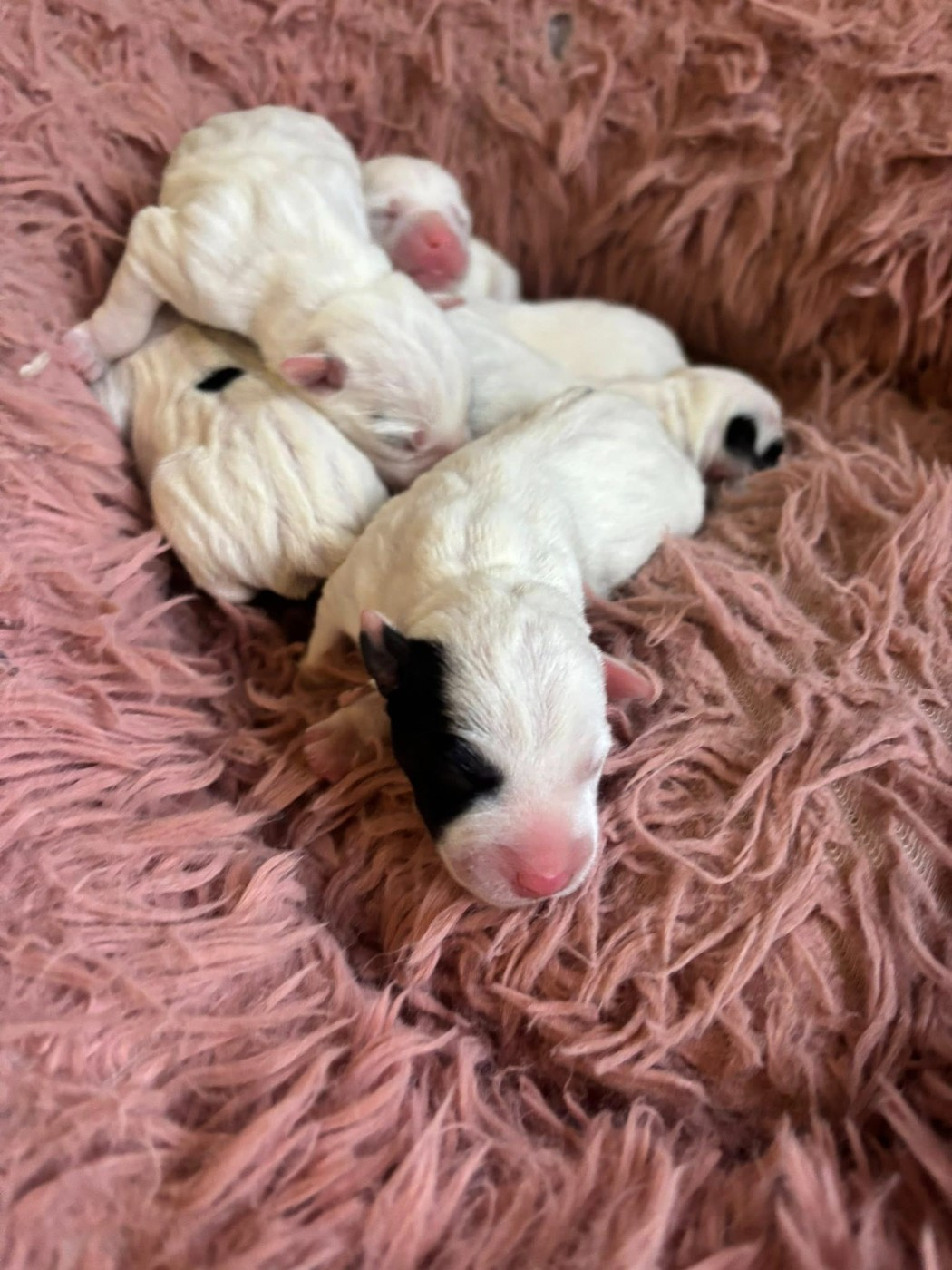 de l'Anse Royale - Chiots disponibles - Parson Russell Terrier