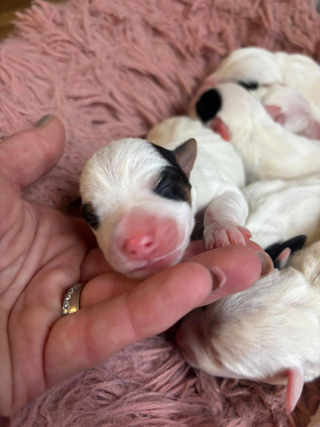 de l'Anse Royale - Chiots disponibles - Parson Russell Terrier