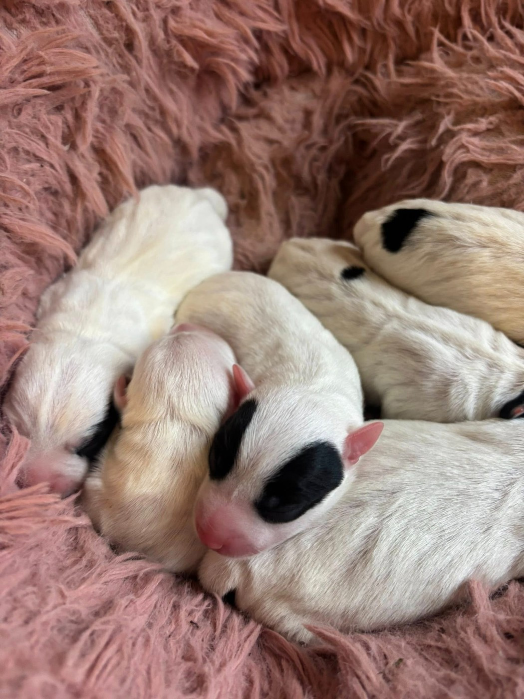 de l'Anse Royale - Chiots disponibles - Parson Russell Terrier