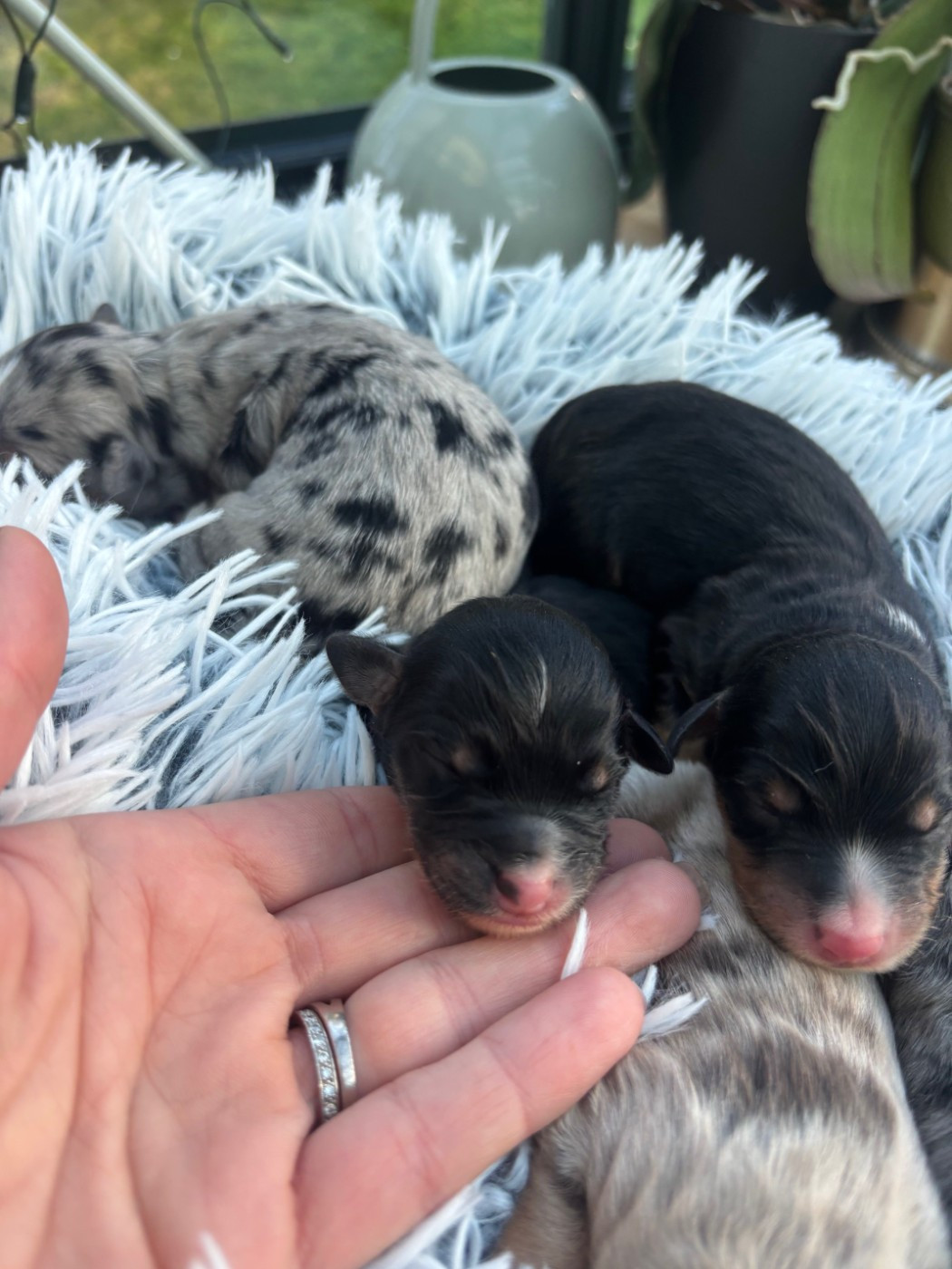 de l'Anse Royale - Chiots disponibles - Berger Américain Miniature 