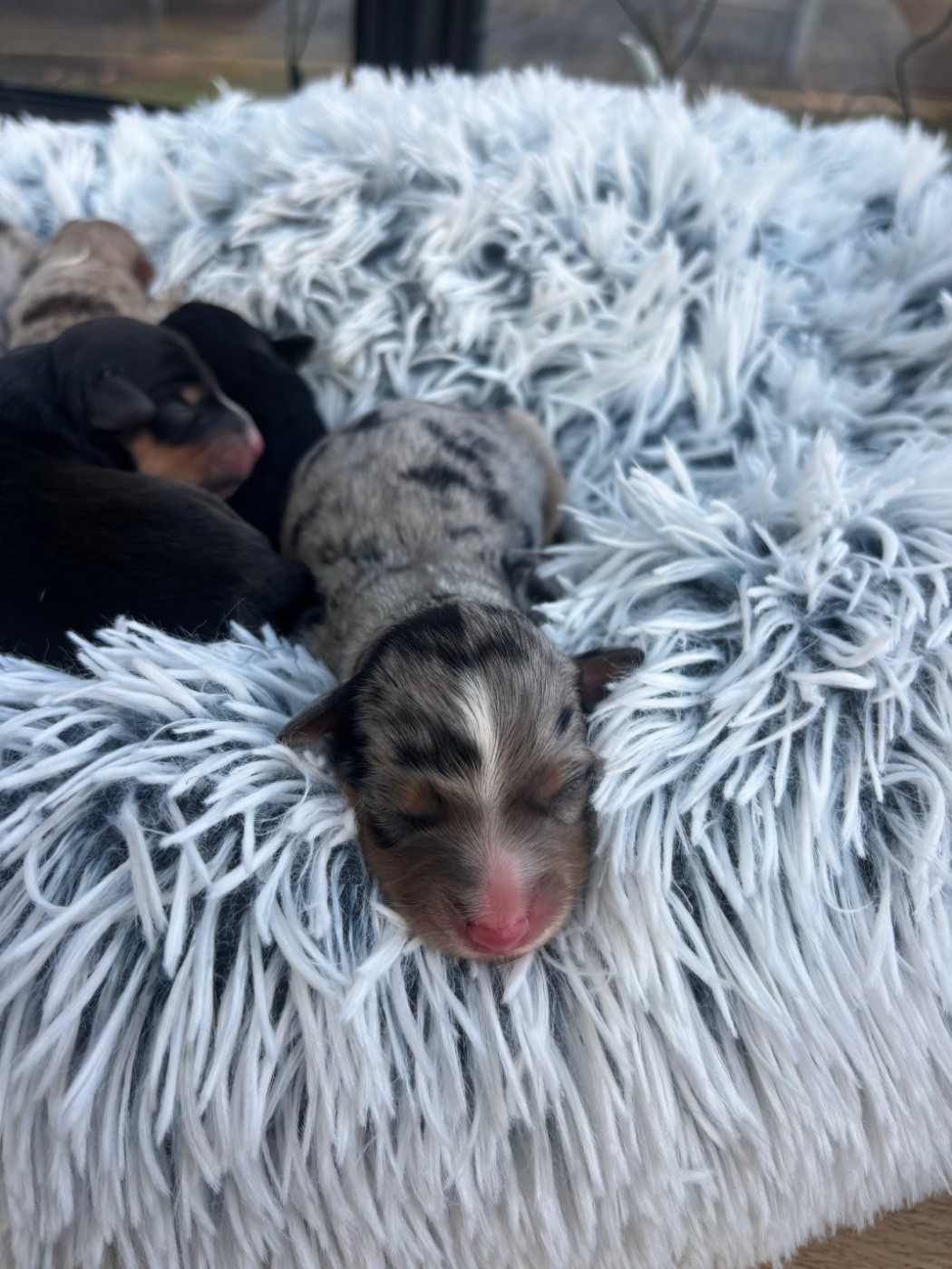 de l'Anse Royale - Chiots disponibles - Berger Américain Miniature 