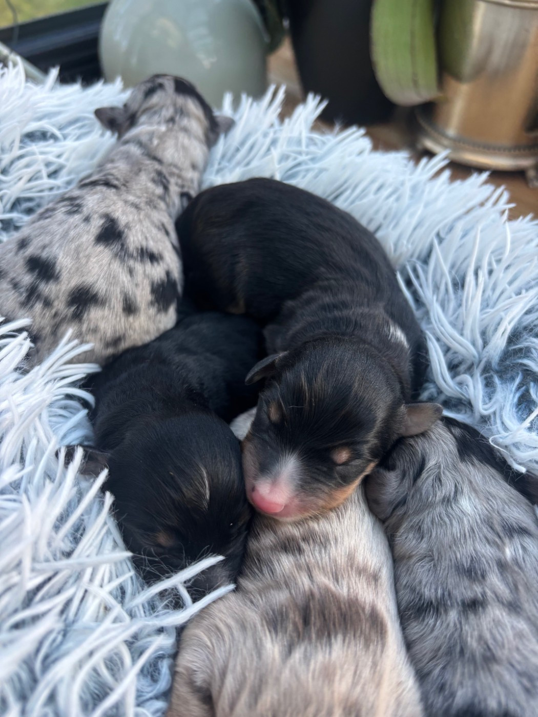 de l'Anse Royale - Chiots disponibles - Berger Américain Miniature 