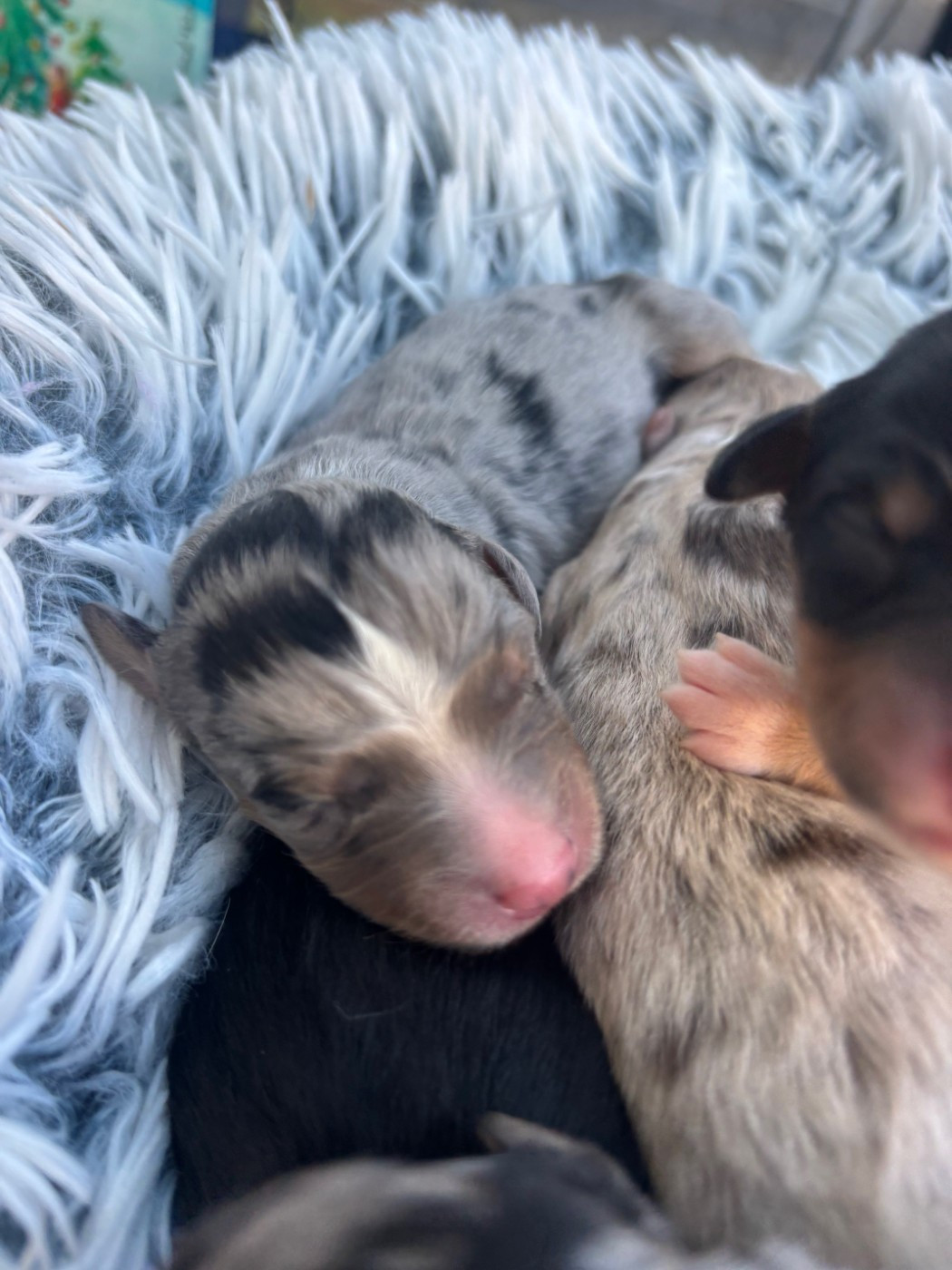 de l'Anse Royale - Chiots disponibles - Berger Américain Miniature 