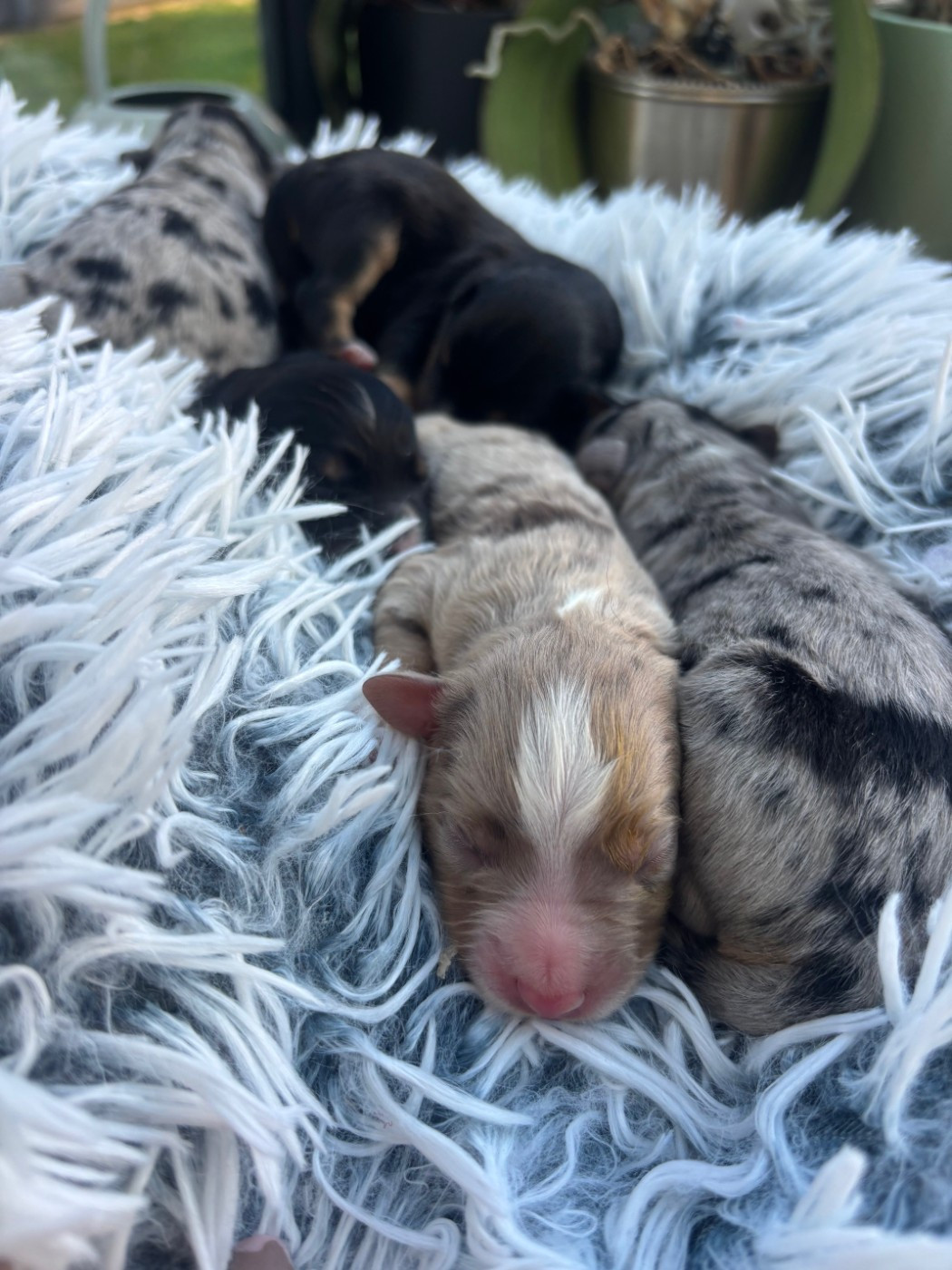 de l'Anse Royale - Chiots disponibles - Berger Américain Miniature 