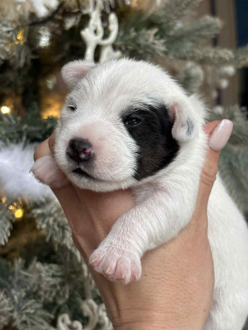 de l'Anse Royale - Chiots disponibles - Parson Russell Terrier