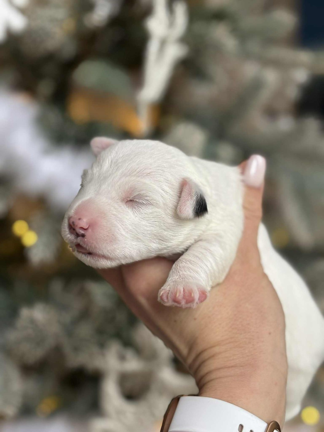 de l'Anse Royale - Chiots disponibles - Parson Russell Terrier