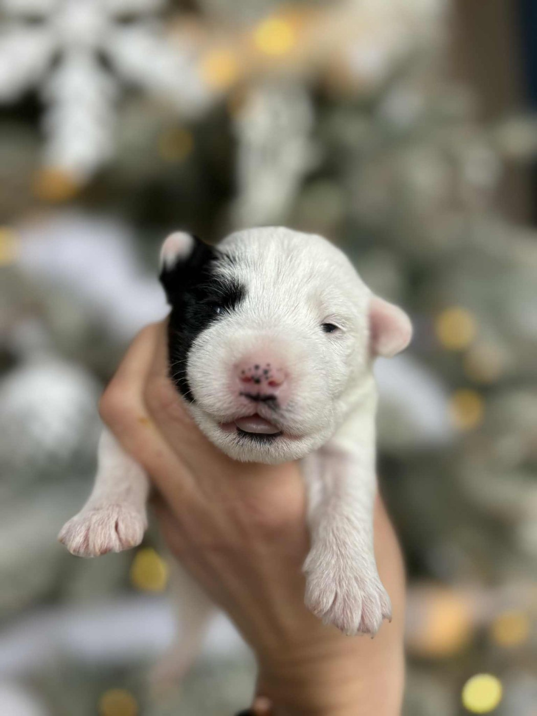 de l'Anse Royale - Chiots disponibles - Parson Russell Terrier