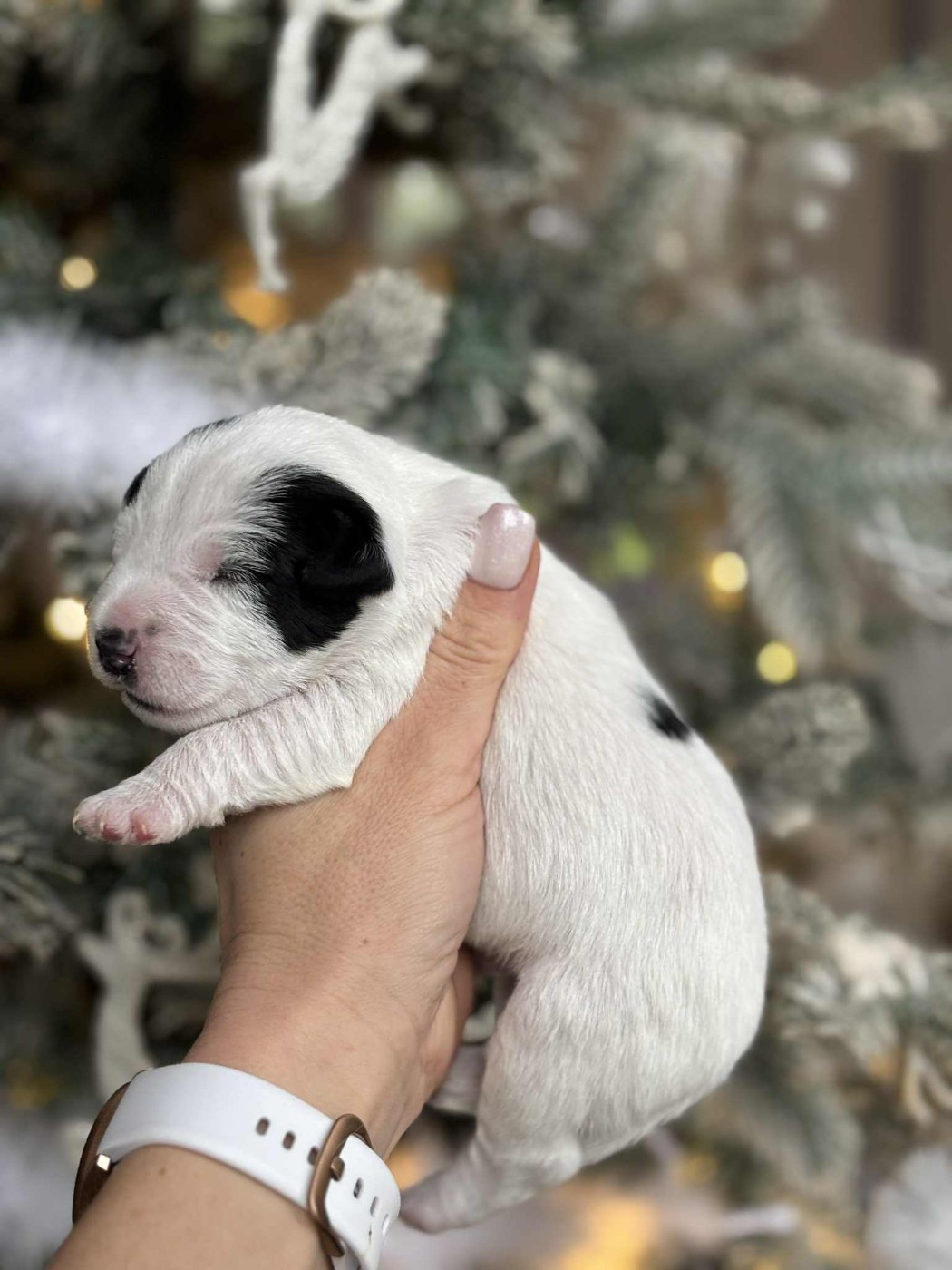 de l'Anse Royale - Chiots disponibles - Parson Russell Terrier