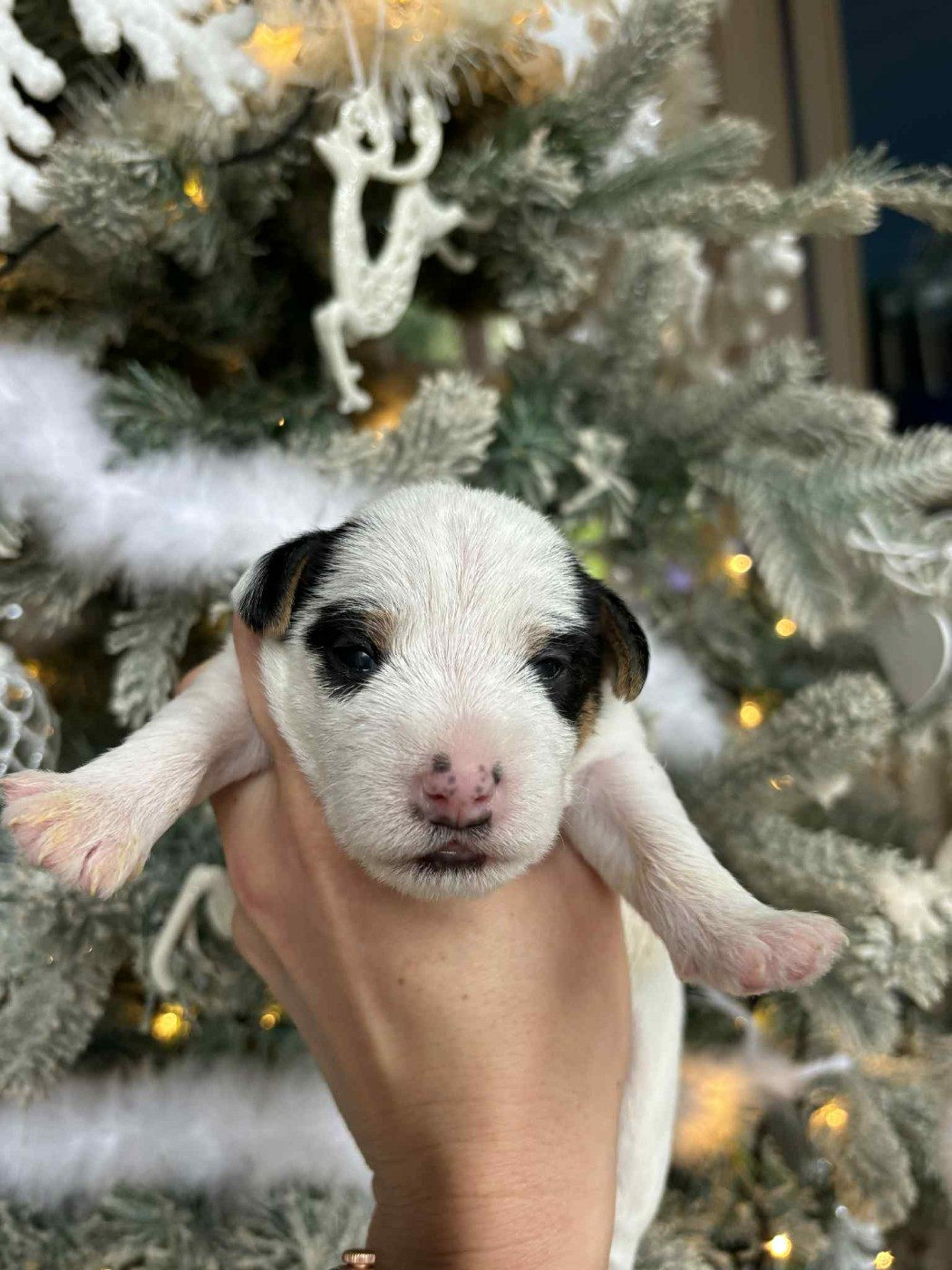 de l'Anse Royale - Chiots disponibles - Parson Russell Terrier