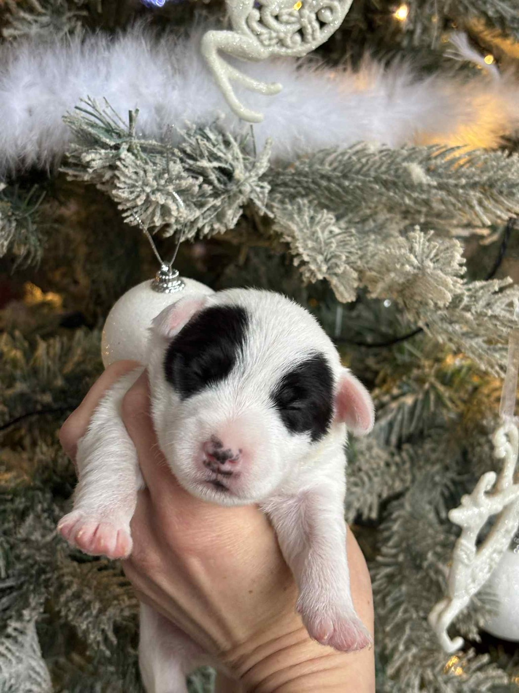 de l'Anse Royale - Chiots disponibles - Parson Russell Terrier