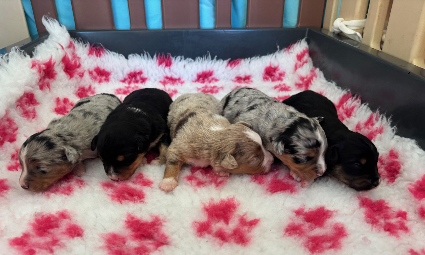 de l'Anse Royale - Berger Américain Miniature  - Portée née le 14/12/2025