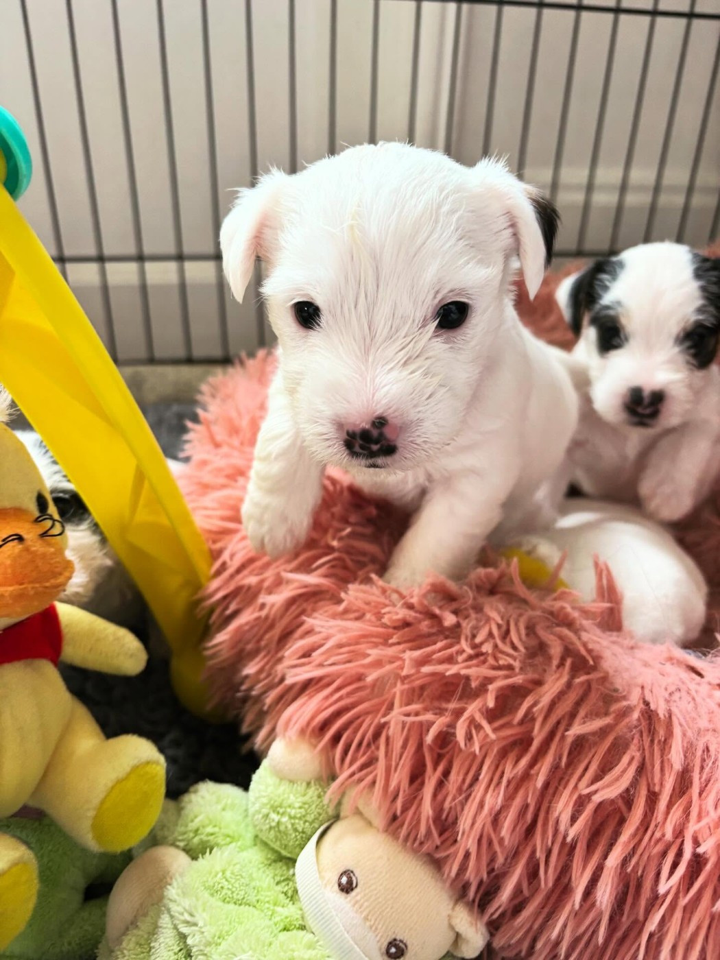 de l'Anse Royale - Chiots disponibles - Parson Russell Terrier