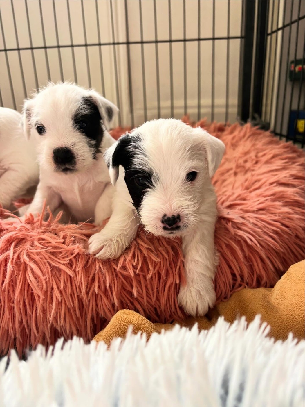 de l'Anse Royale - Chiots disponibles - Parson Russell Terrier