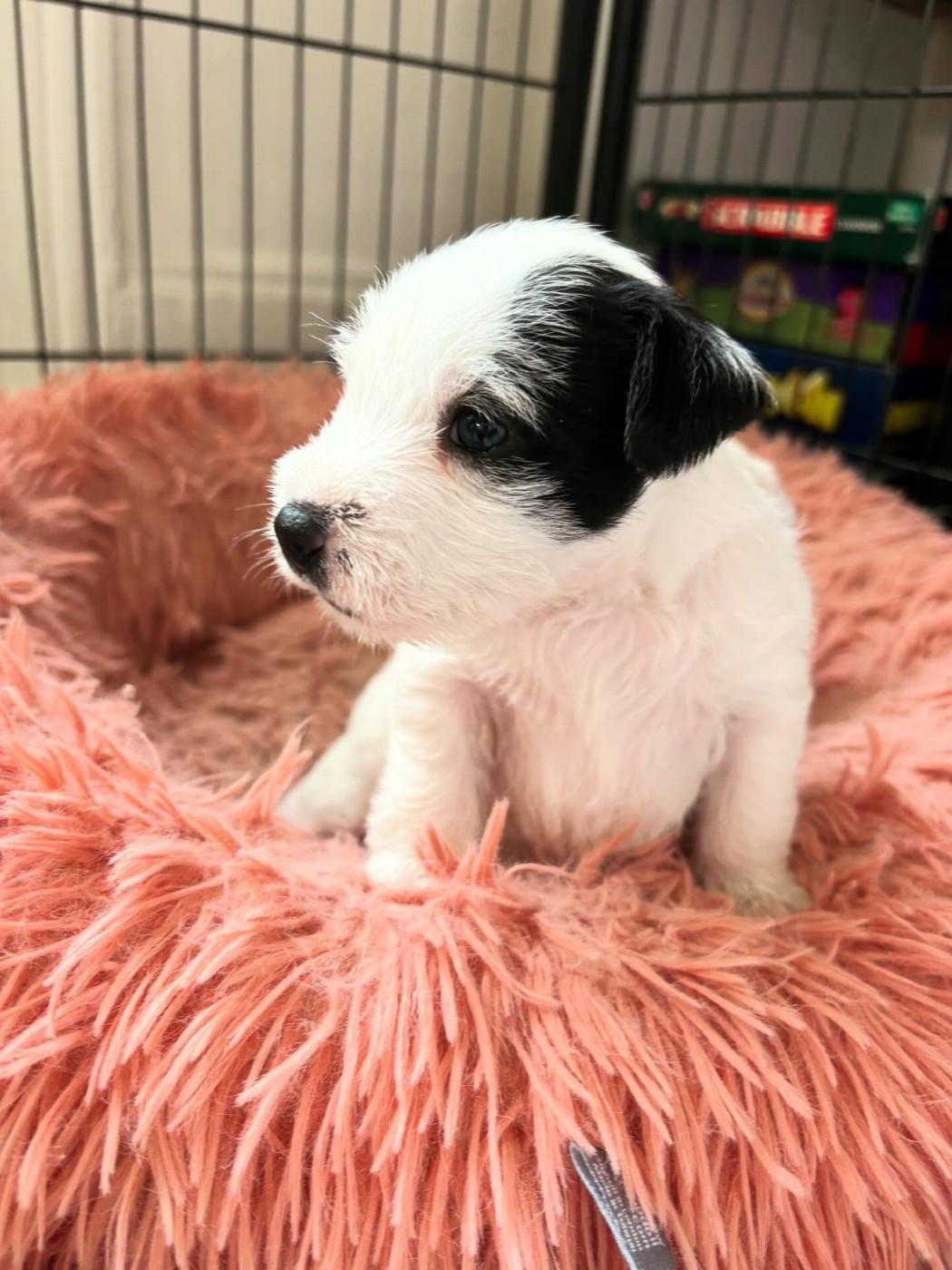 de l'Anse Royale - Chiots disponibles - Parson Russell Terrier