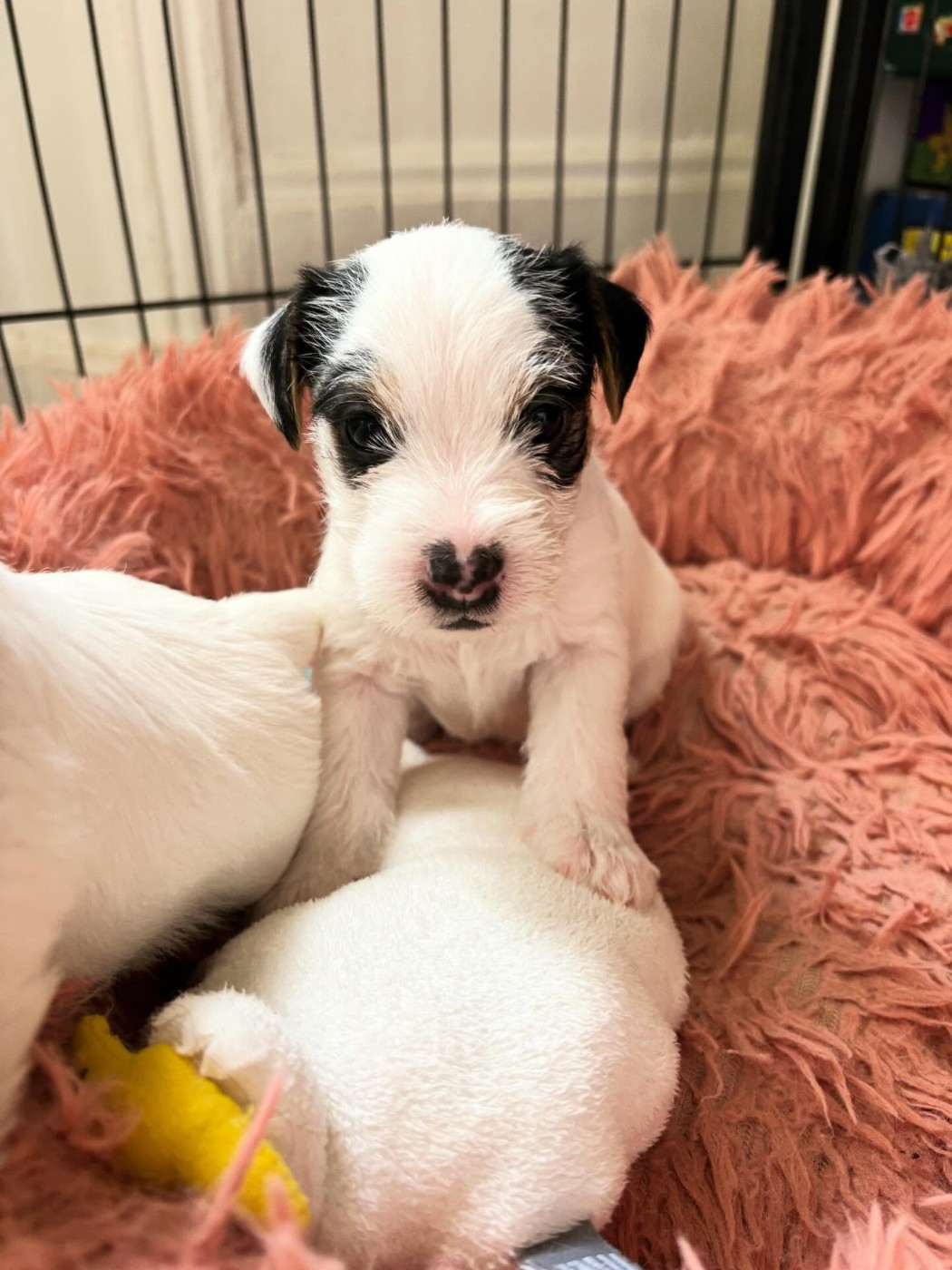 de l'Anse Royale - Chiots disponibles - Parson Russell Terrier
