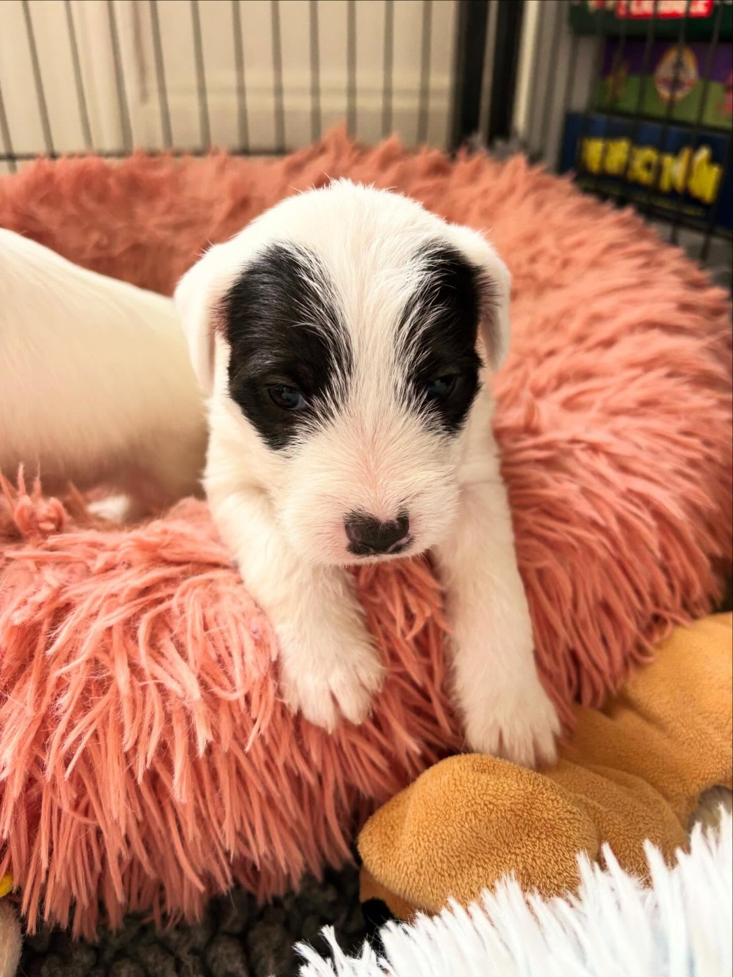 de l'Anse Royale - Chiots disponibles - Parson Russell Terrier