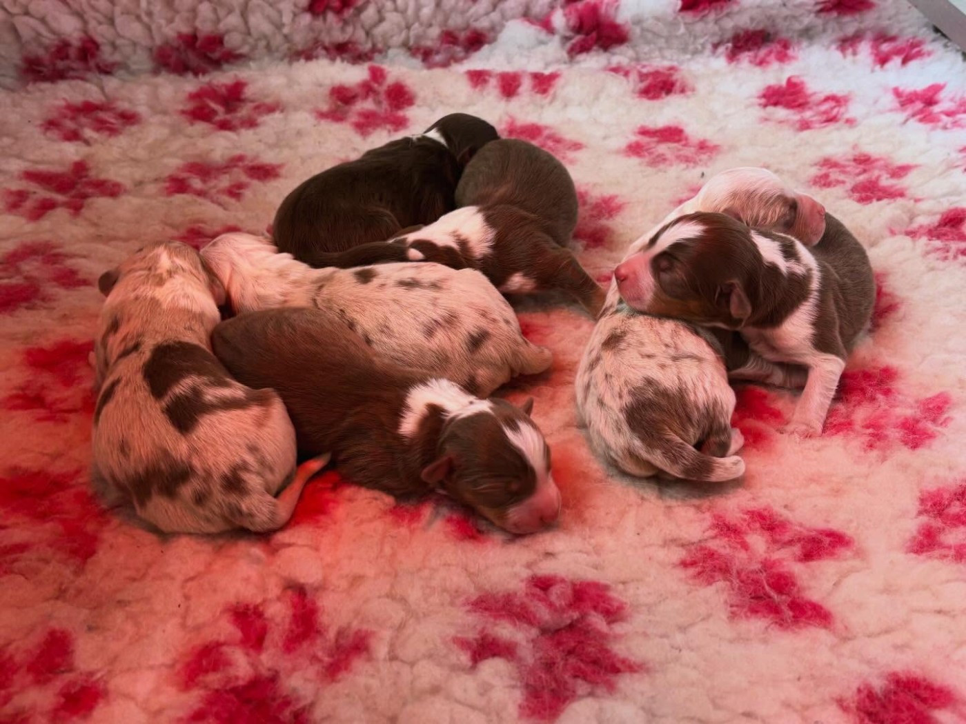 de l'Anse Royale - Berger Américain Miniature  - Portée née le 27/01/2026