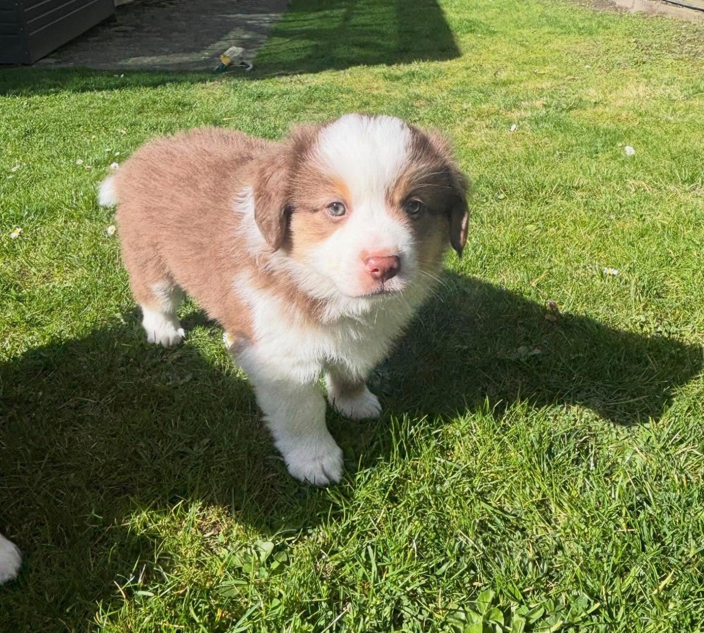 de l'Anse Royale - Chiots disponibles - Berger Américain Miniature 