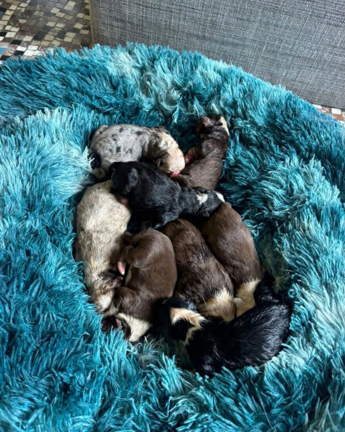 Chiot Berger Américain Miniature  de l'Anse Royale
