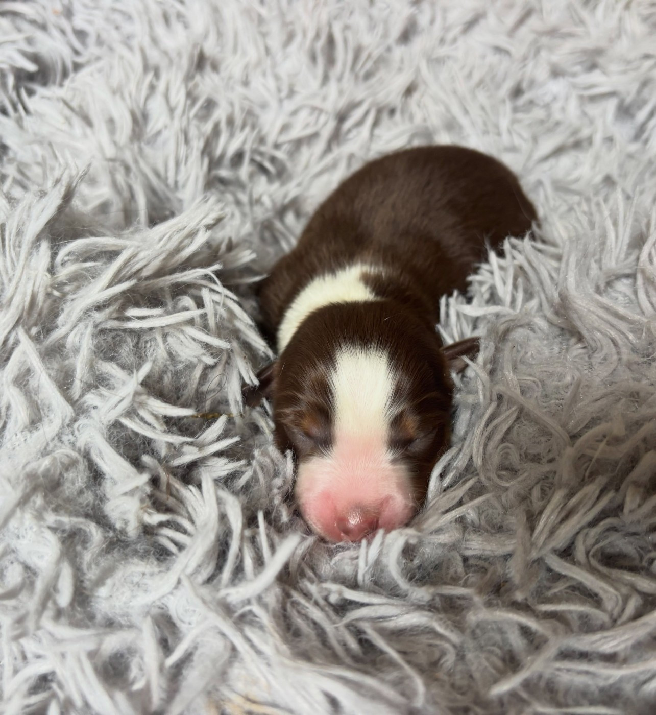 de l'Anse Royale - Chiots disponibles - Berger Américain Miniature 