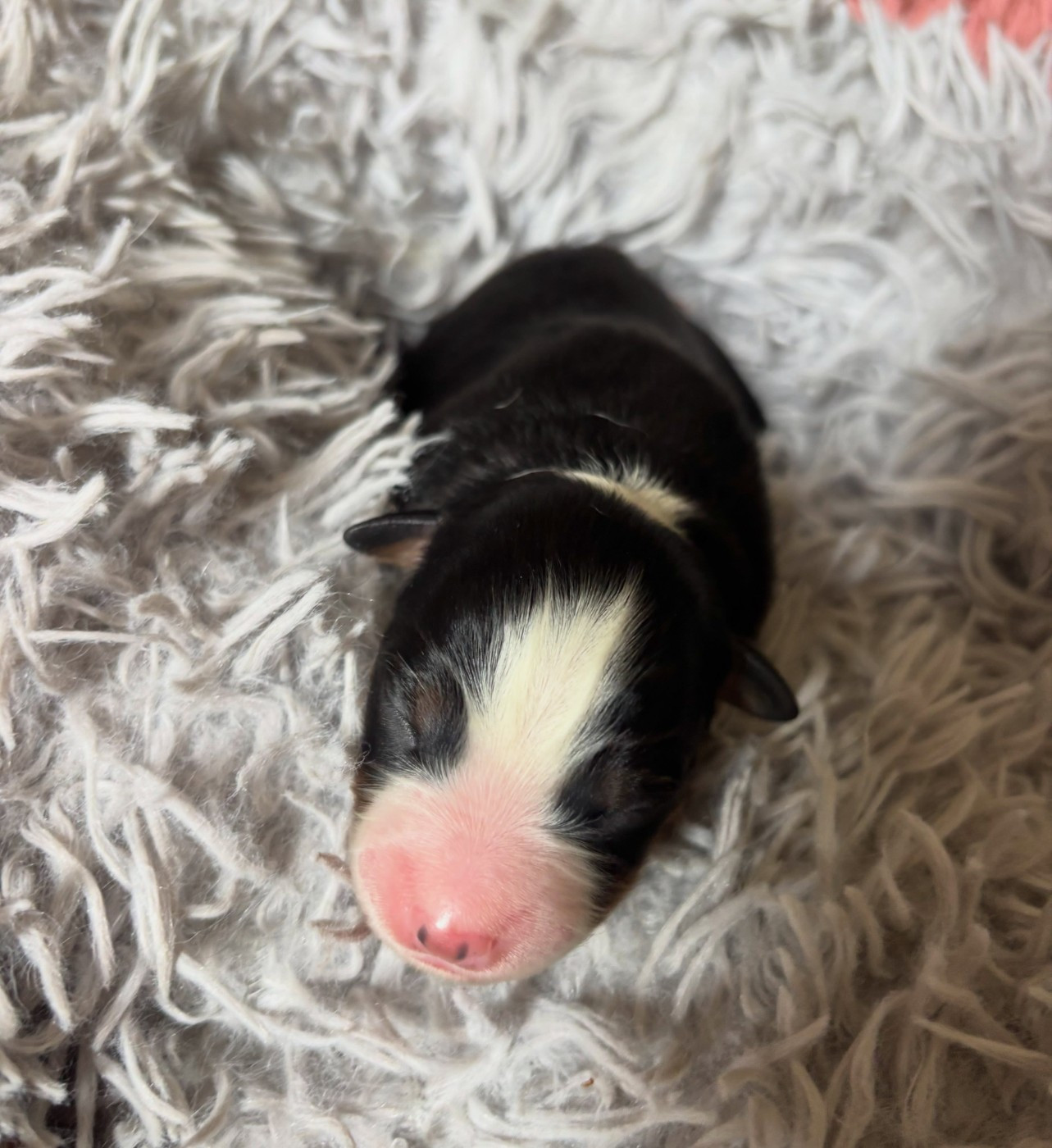 de l'Anse Royale - Chiots disponibles - Berger Américain Miniature 