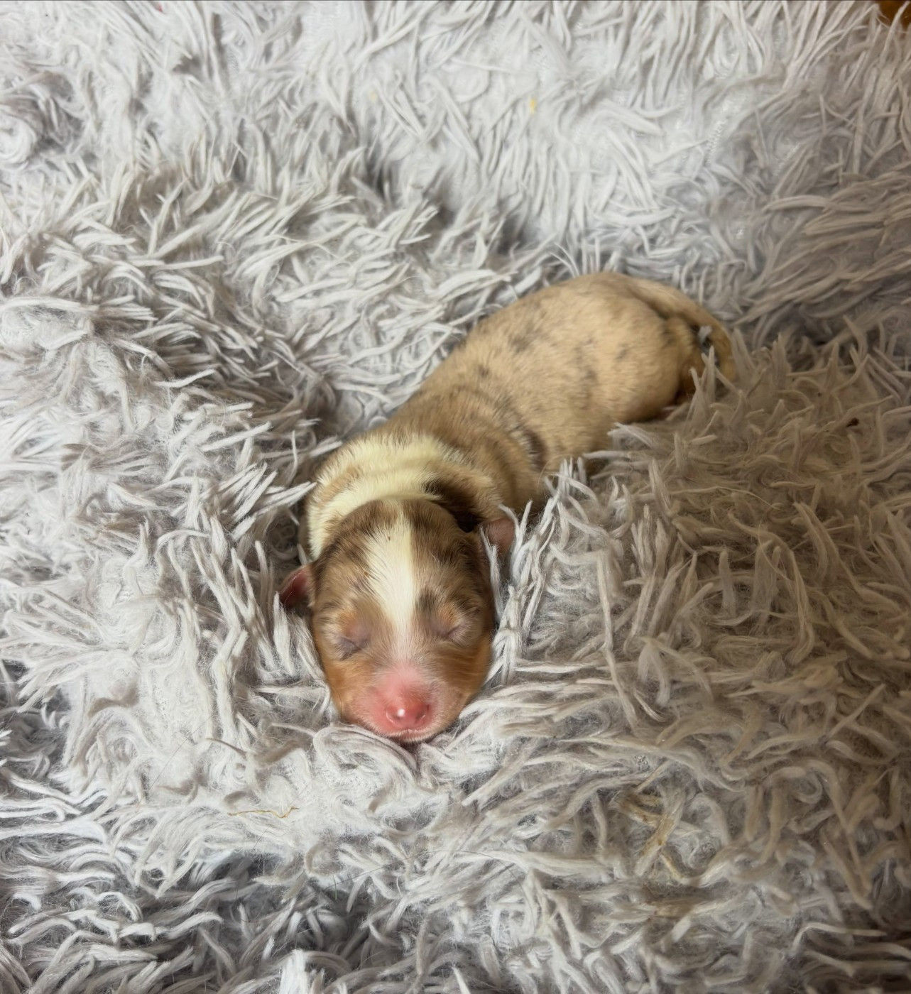 de l'Anse Royale - Chiots disponibles - Berger Américain Miniature 