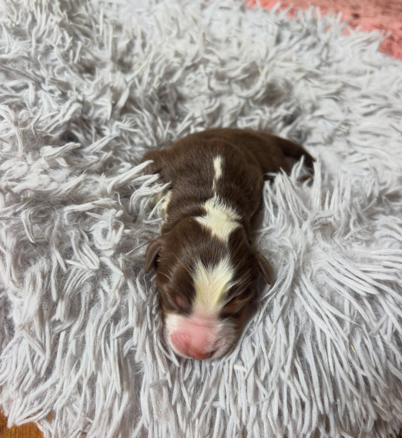 de l'Anse Royale - Chiots disponibles - Berger Américain Miniature 