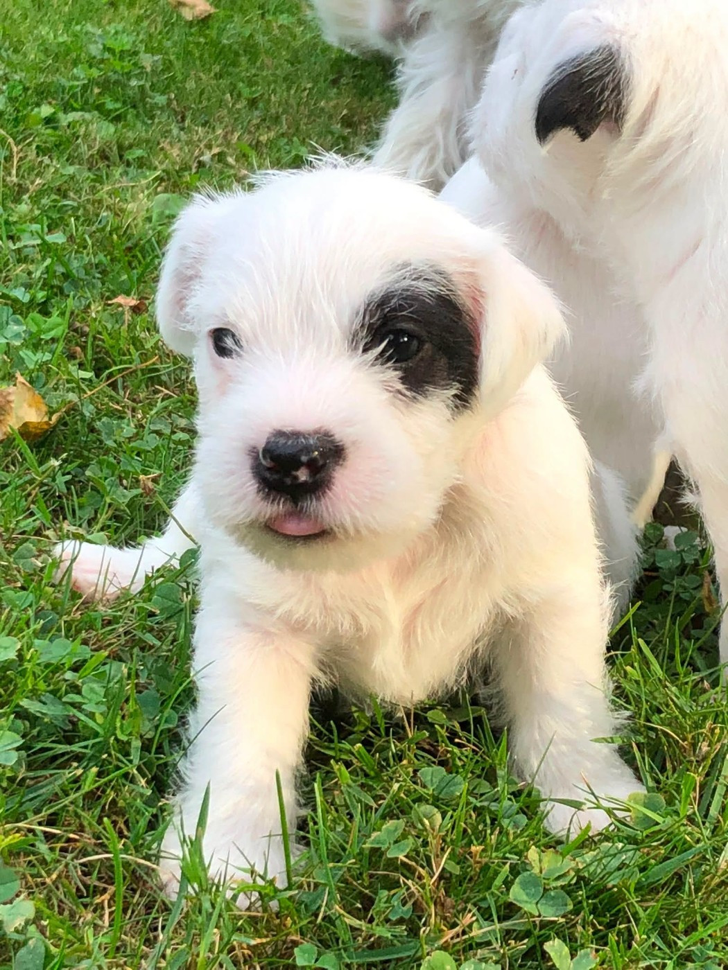 de l'Anse Royale - Chiots disponibles - Parson Russell Terrier