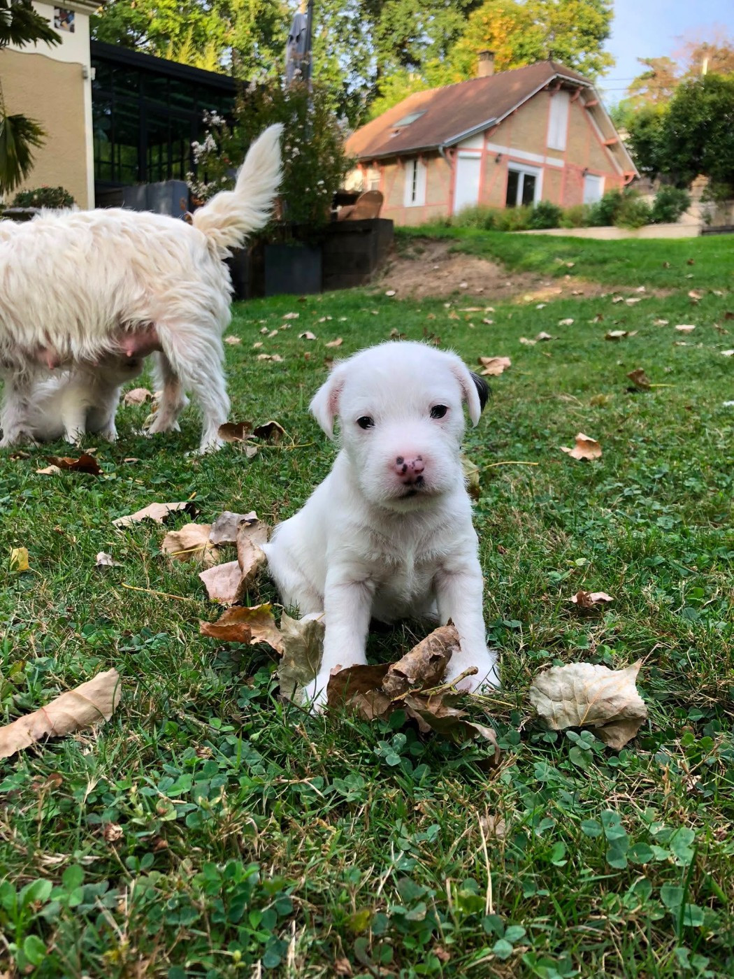 de l'Anse Royale - Chiots disponibles - Parson Russell Terrier