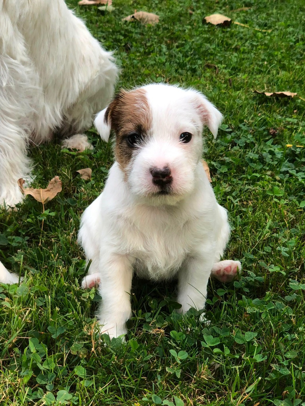 de l'Anse Royale - Chiots disponibles - Parson Russell Terrier
