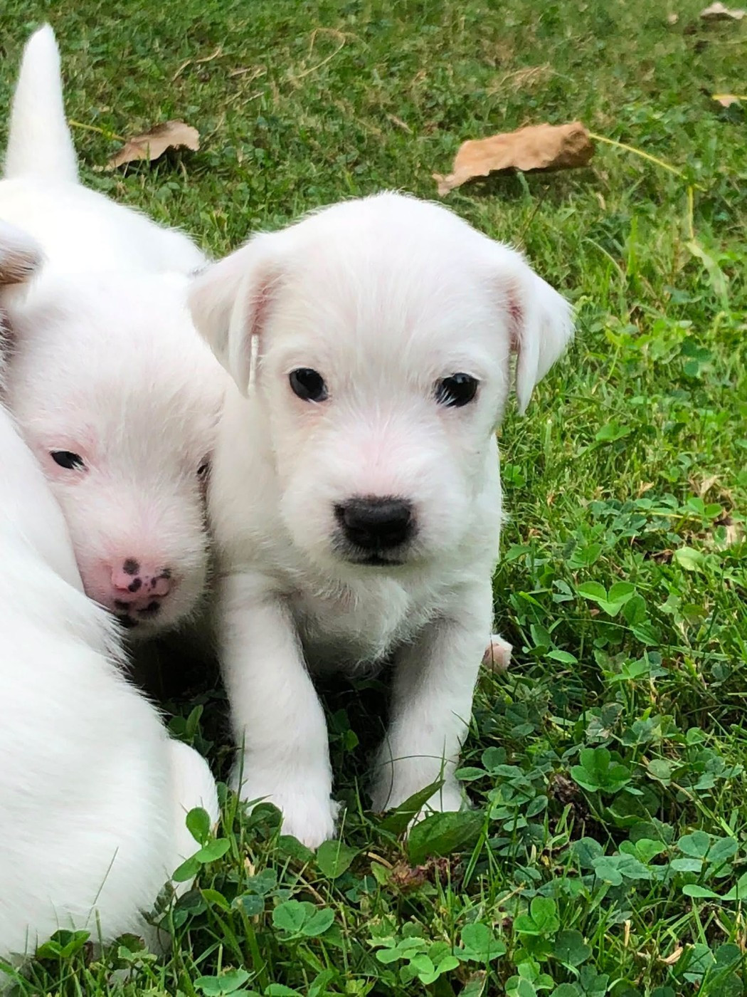 de l'Anse Royale - Chiots disponibles - Parson Russell Terrier