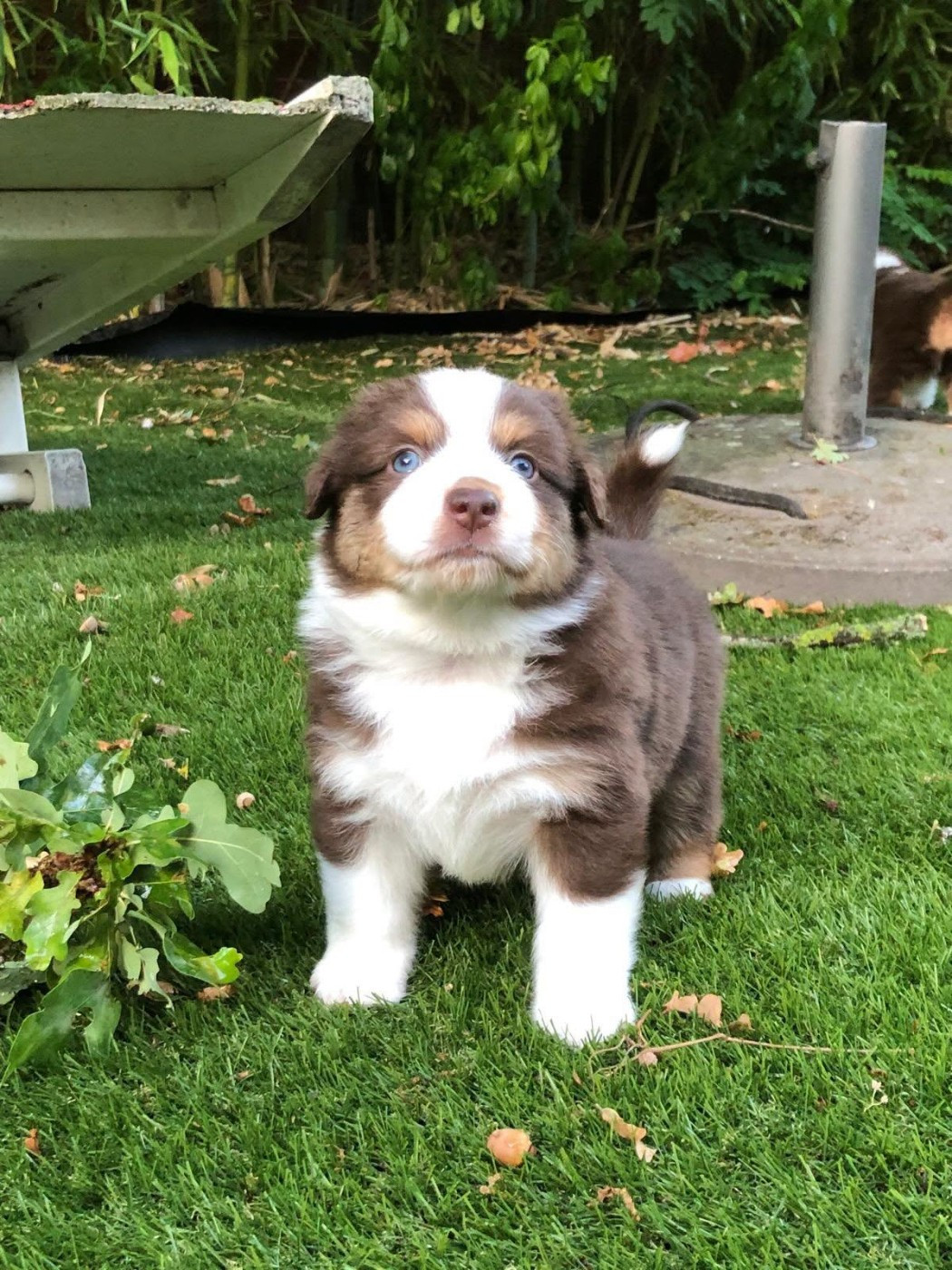 de l'Anse Royale - Chiots disponibles - Berger Américain Miniature 