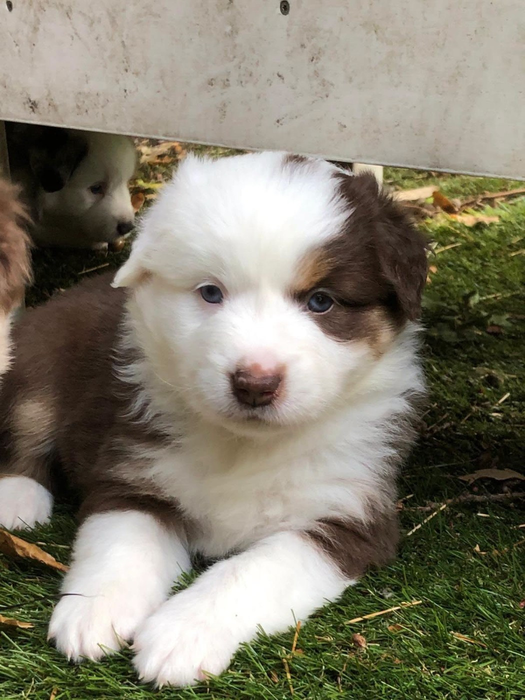 de l'Anse Royale - Chiots disponibles - Berger Américain Miniature 