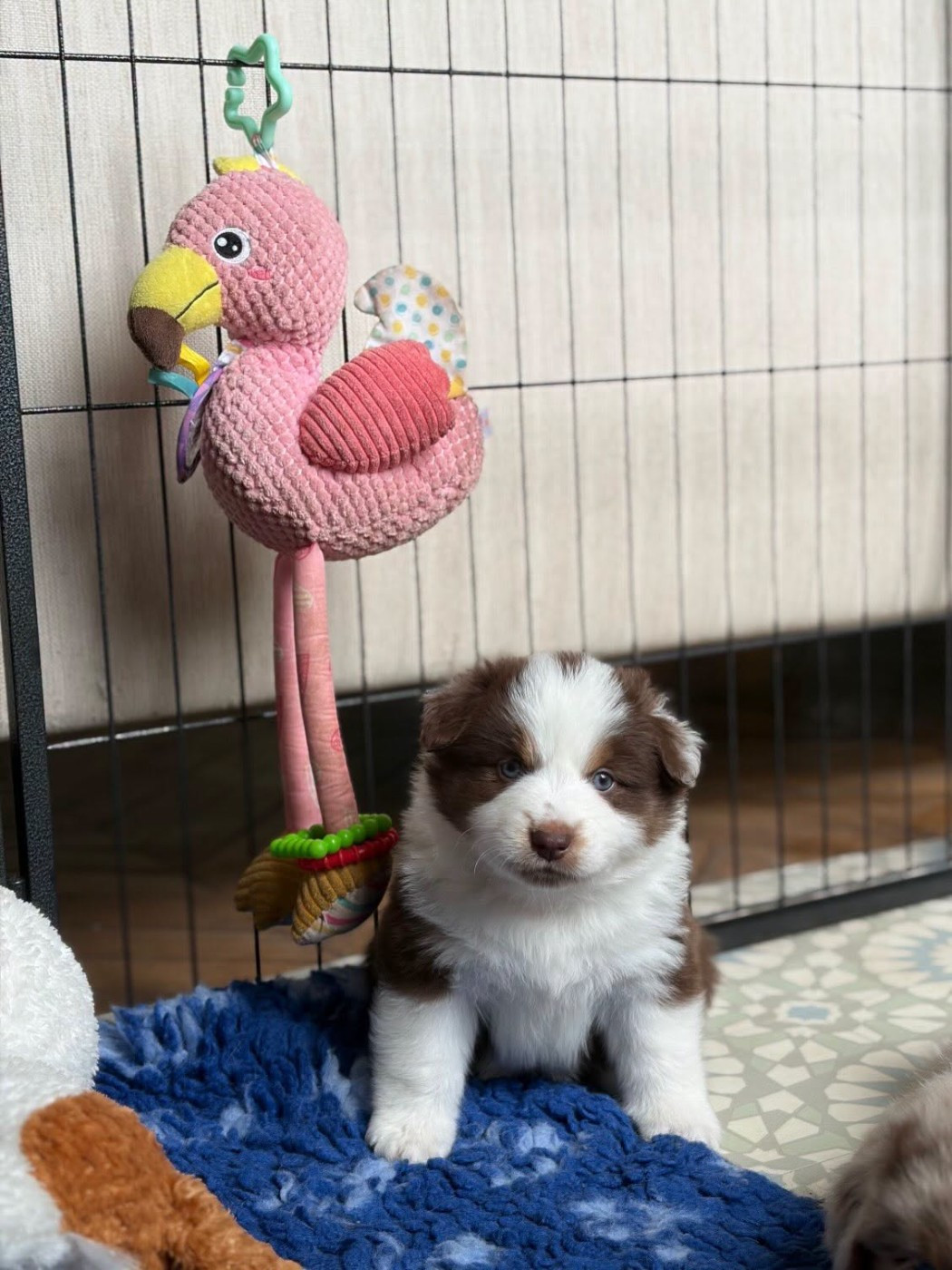 de l'Anse Royale - Chiots disponibles - Berger Américain Miniature 