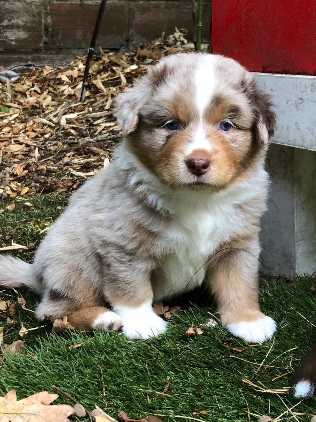 de l'Anse Royale - Chiots disponibles - Berger Américain Miniature 