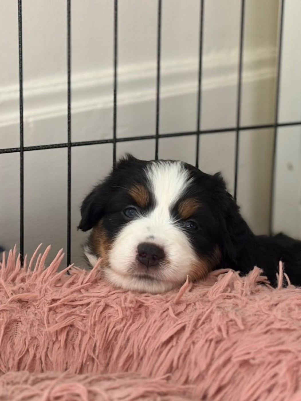 de l'Anse Royale - Chiots disponibles - Berger Américain Miniature 