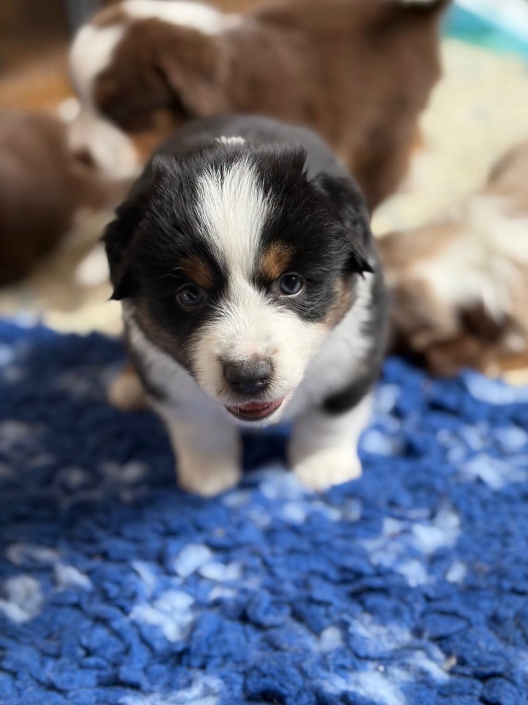 de l'Anse Royale - Chiots disponibles - Berger Américain Miniature 
